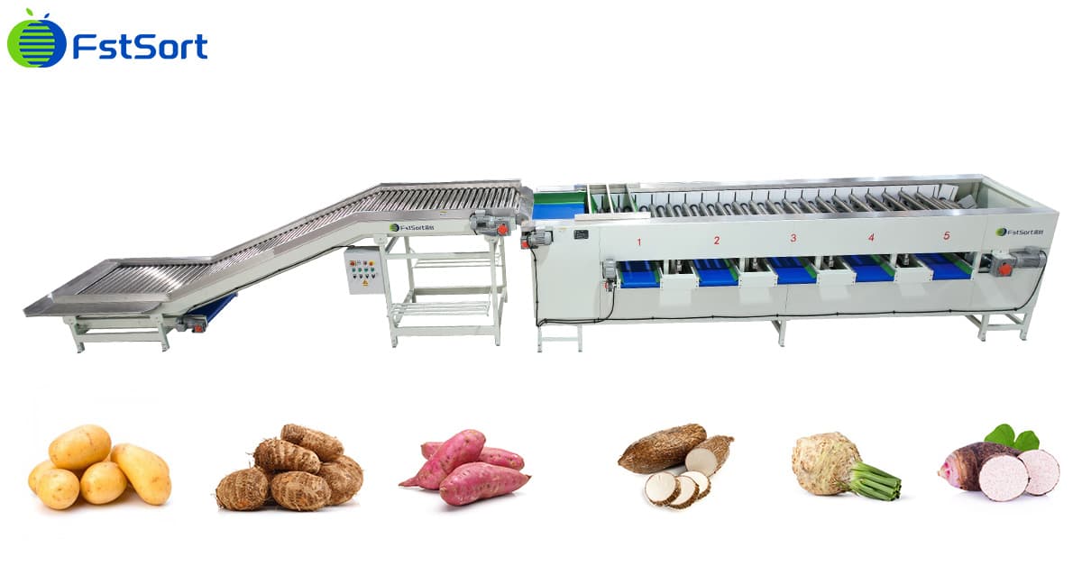 root vegetable sorting machine.jpg